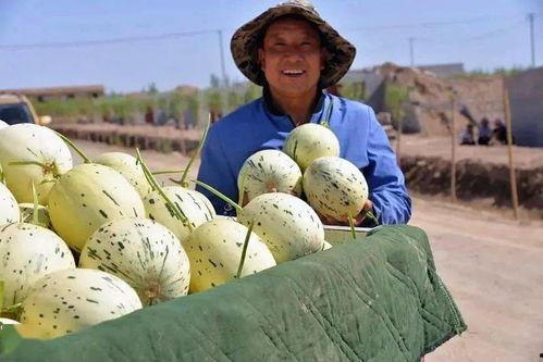 瓜州是不是免费吃瓜,免费瓜果盛宴,尽享甜蜜时光 第1张 瓜州是不是免费吃瓜,免费瓜果盛宴,尽享甜蜜时光 第1张